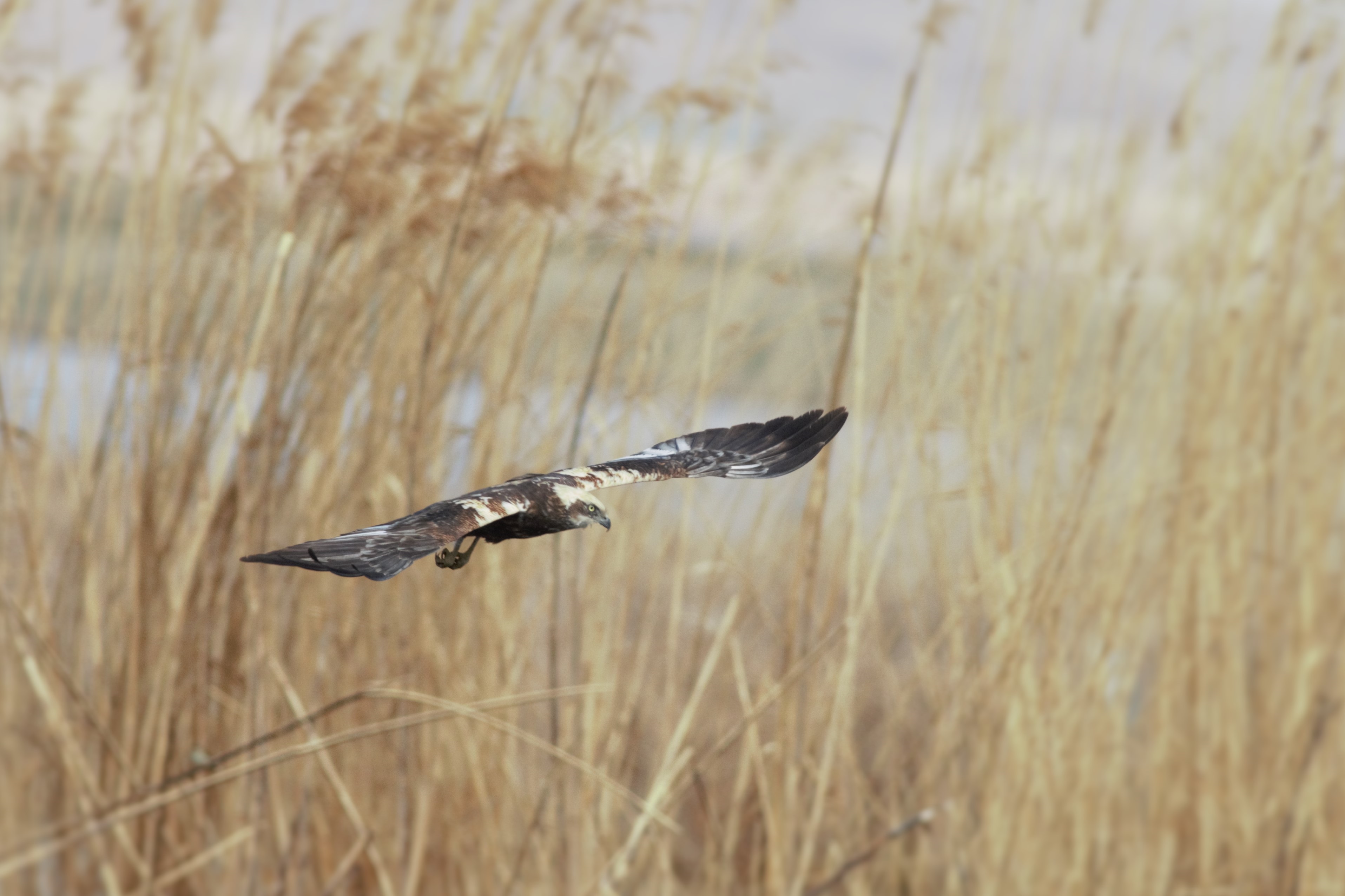 Eurasian Marsh-Harrier